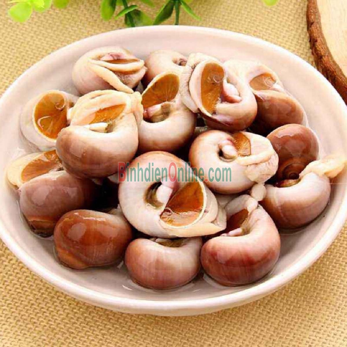 Ốc mỡ còn sống, nuôi an toàn